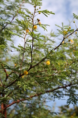 Vachellia hockii