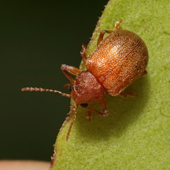 Demotina modesta