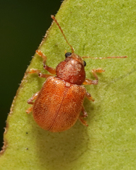 Demotina modesta