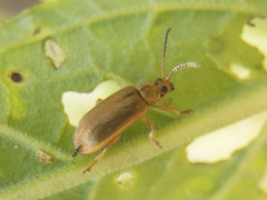 Galerucella pusilla