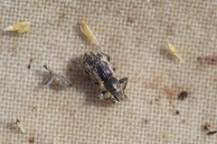 Andrion regensteinense