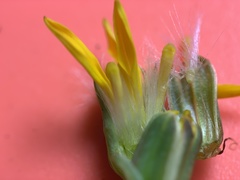 Packera streptanthifolia