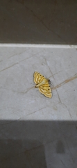 Notarcha tigrina