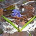 Alpine Squill - Photo (c) Kostas Zontanos, some rights reserved (CC BY-NC)