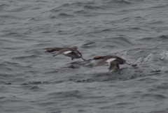 Podiceps auritus cornutus