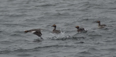 Podiceps auritus cornutus