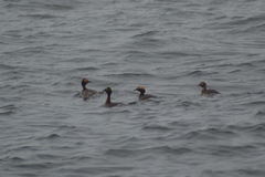 Podiceps auritus cornutus
