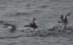 Podiceps auritus cornutus