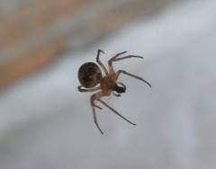 Araneae