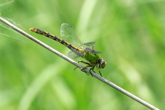 Ophiogomphus westfalli