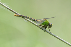 Ophiogomphus westfalli