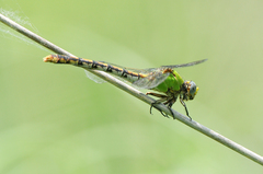 Ophiogomphus westfalli