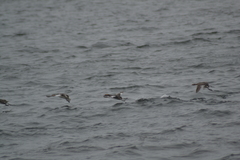 Podiceps auritus cornutus