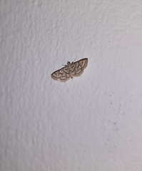 Elophila scitalis