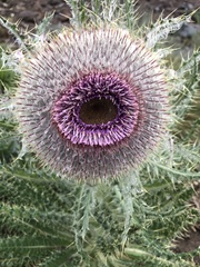 Cirsium nivale