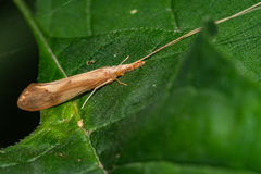 Triaenodes marginatus