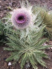 Cirsium nivale