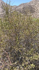 Prunus fremontii