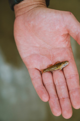 Etheostoma lepidum