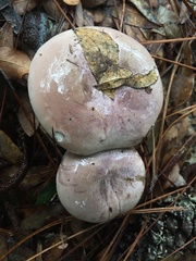 Tylopilus violatinctus