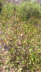 Prunus fremontii