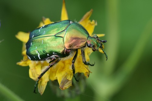 Paprastasis auksavabalis nuotrauka