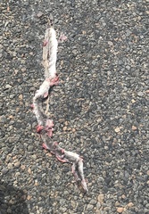 Masticophis flagellum