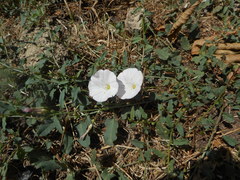 Convolvulus arvensis