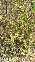 Prunus fremontii