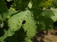 Colomerus vitis