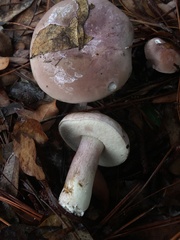 Tylopilus violatinctus