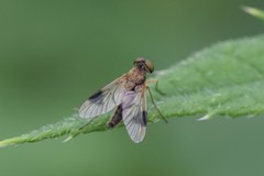 Chrysopilus nubecula