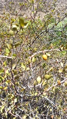 Prunus fremontii
