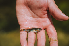 Etheostoma lepidum
