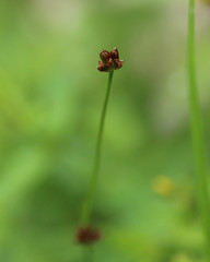 Juncus bulbosus
