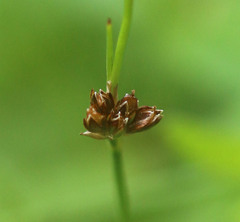 Juncus bulbosus