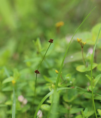 Juncus bulbosus
