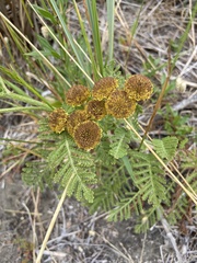 Tanacetum bipinnatum