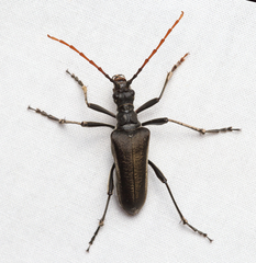 Stenocorus cylindricollis