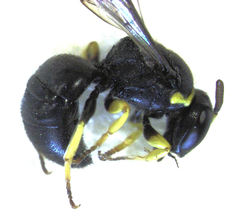 Hylaeus euxanthus