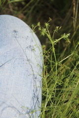 Galium tenuissimum