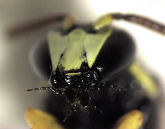 Hylaeus euxanthus