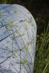 Galium tenuissimum