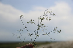 Galium tenuissimum