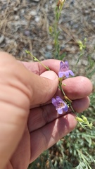 Penstemon californicus