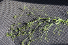 Galium tenuissimum