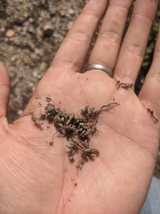 Selaginella wrightii