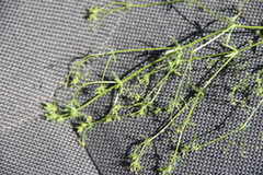 Galium tenuissimum