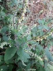 Teucrium scorodonia