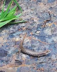 Gerrhonotus liocephalus